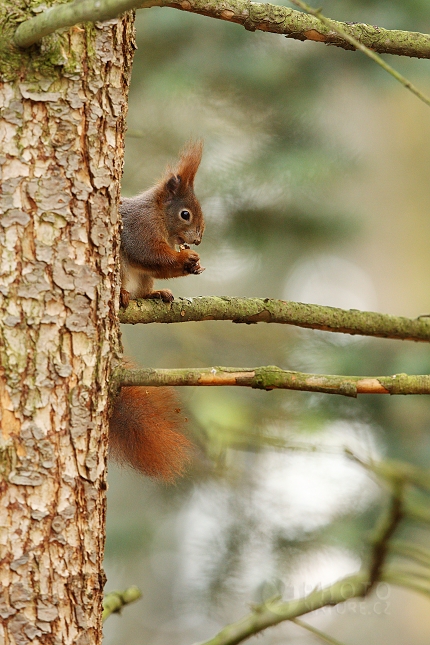 Red Squirell