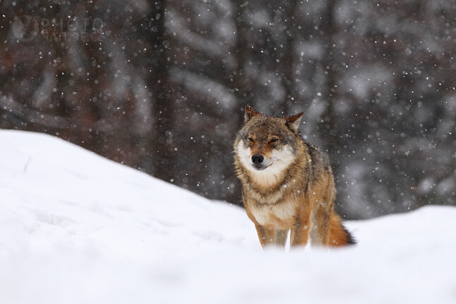 Gray Wolf (Canis lupus lupus), Bayerische Wald Germany