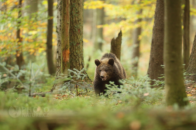 Brown bear