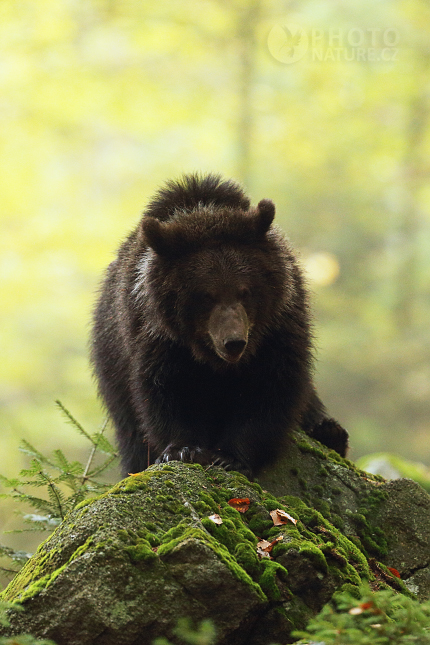 Brown bear