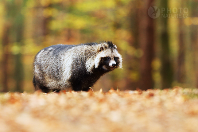 Raccoon Dog