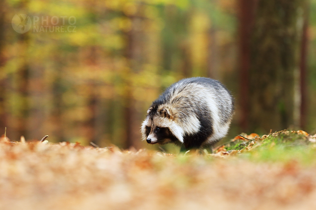 Raccoon Dog