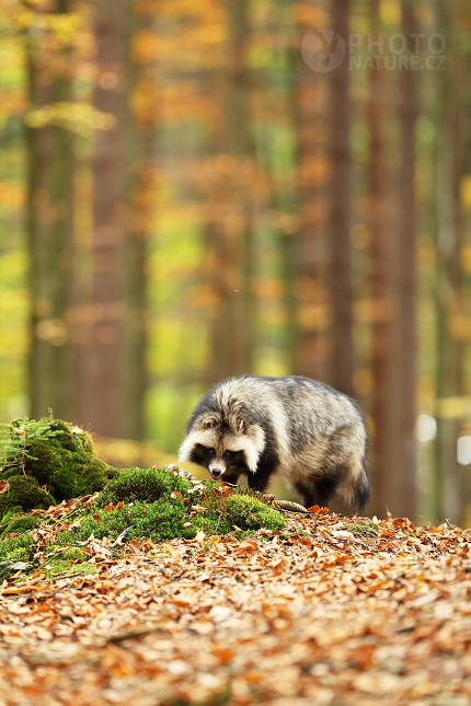 Raccoon Dog