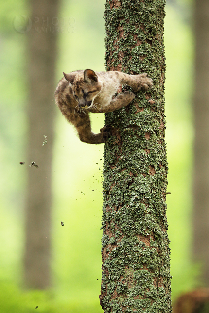 The cougar, Mountain lion, Puma