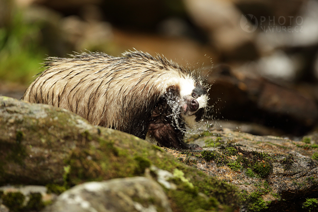 European badger 