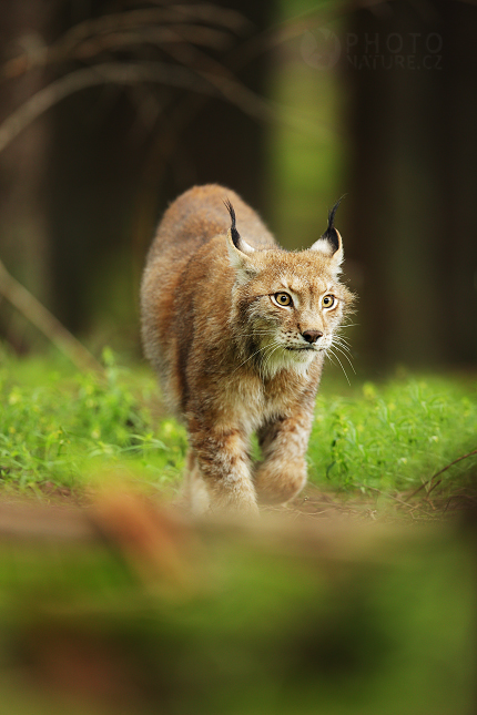 Euroasian Lynx