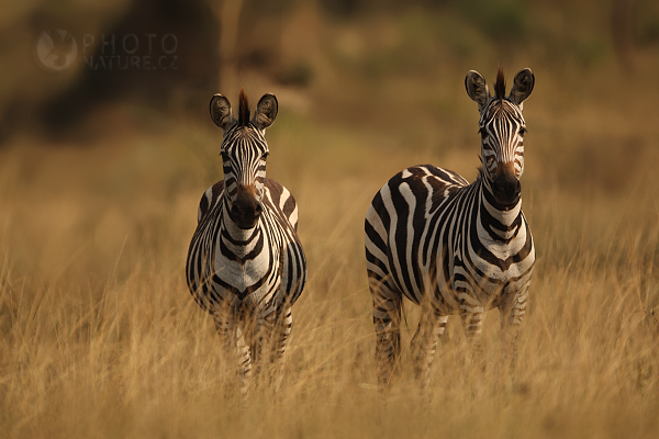 Zebra stepní (Equus quagga), Uganda