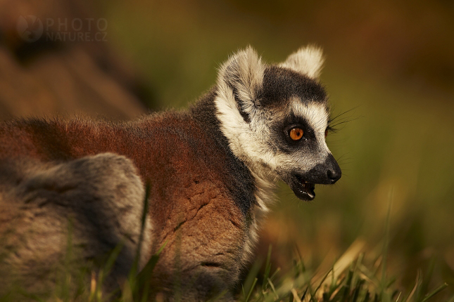 Lemur kata (Lemur catta), ZOO Praha