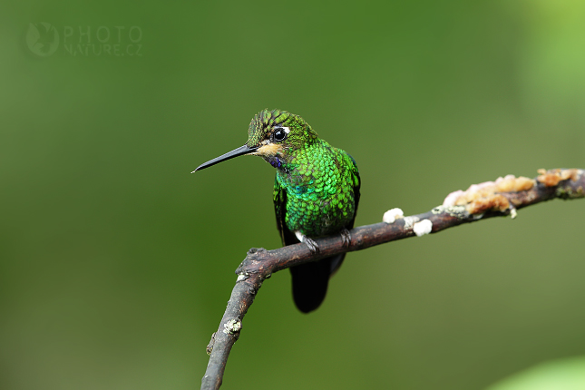 bella colibri