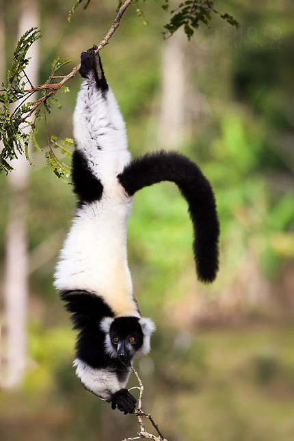 lemur vari varecia variegata the black and white ruffed lemur