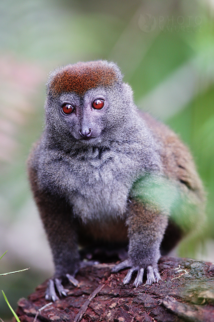 lemur šedý hapalemur griseus lesser bamboo lemur autor michal ...