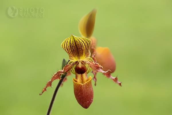 Orchidej Phalaenopsis, Česká Republika