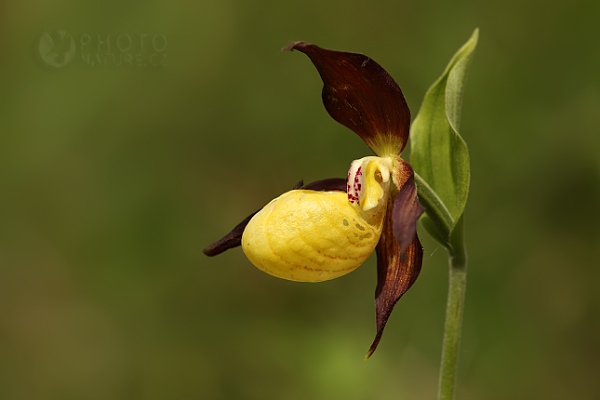 Střevíčník pantoflíček (Cypripedium calceolus), Česká Republika