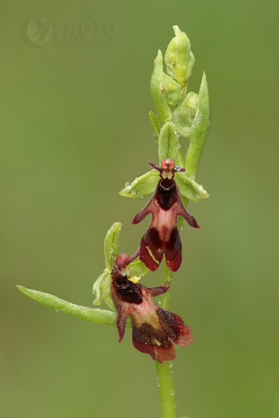 Tořič hmyzonosný (Ophrys insectifera), Česká Republika