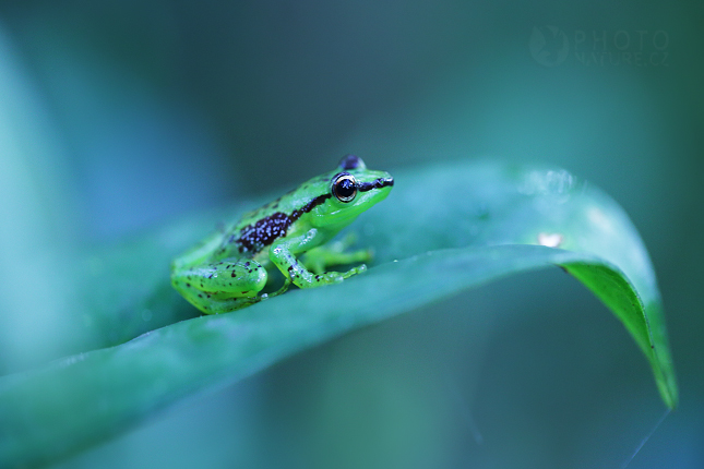 Mantila ozdobná (Guibemantis pulcher)