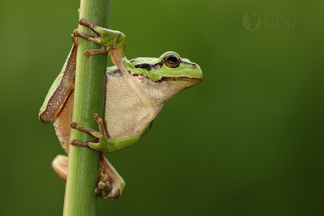 Rosnička zelená (Hyla arborea), Česká Republika