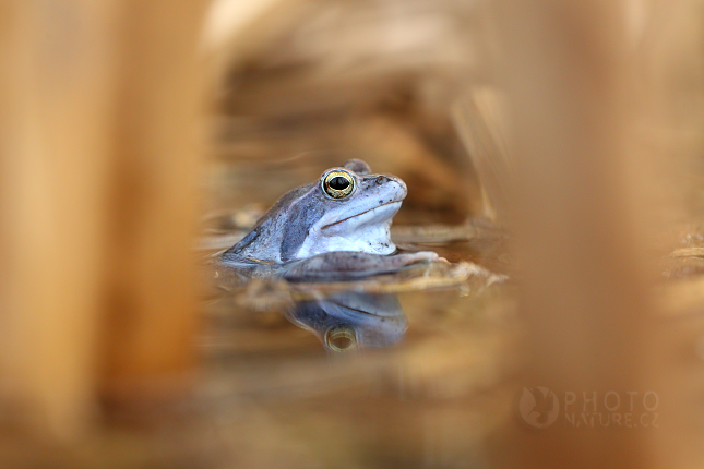 Skokan ostronosý (Rana arvalis)