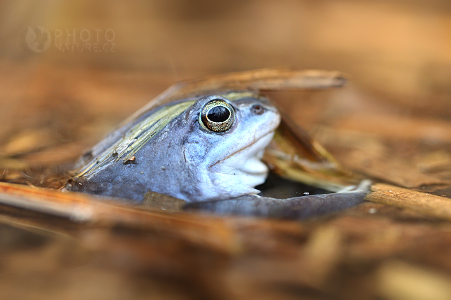 Skokan ostronosý (Rana arvalis)