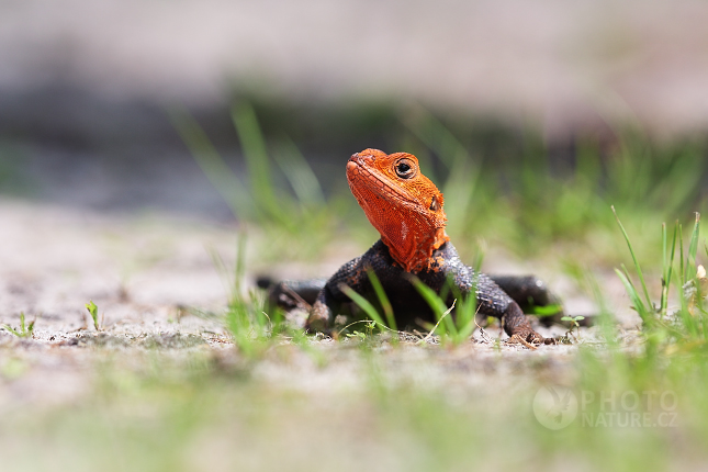 Agama osadní (Agama agama) 