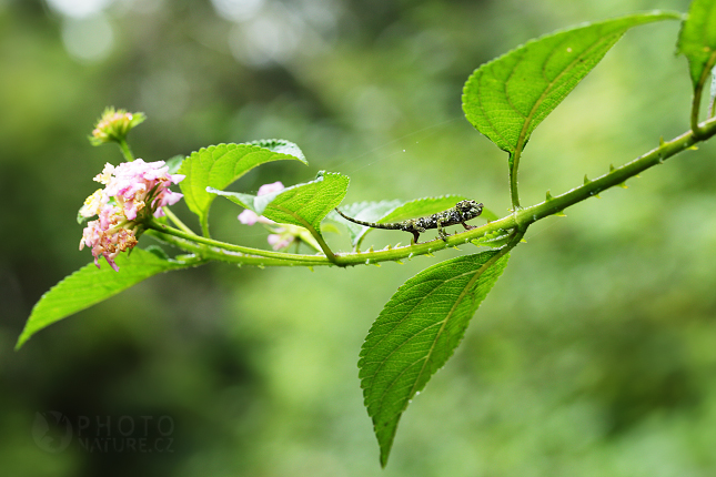 Calumma nasutum