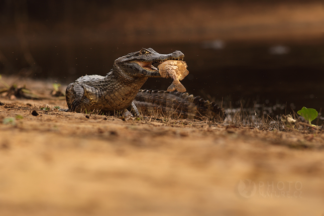 Kajman brýlový (Caiman crocodilus), Pantanal