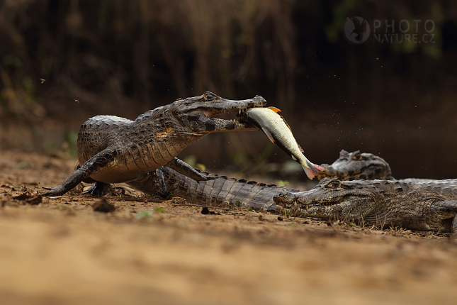 Kajman brýlový (Caiman crocodilus), Pantanal