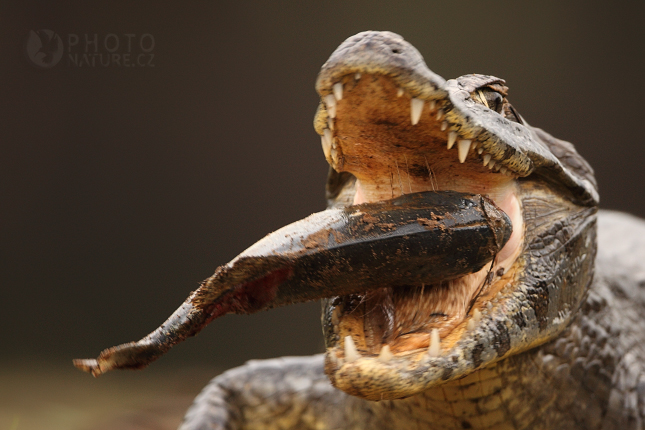 Kajman brýlový (Caiman crocodilus), Pantanal