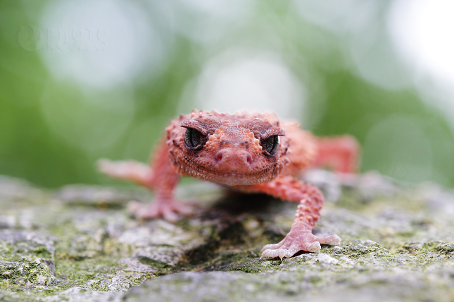 Gekon knoflíkový (Nephrurus levis) 