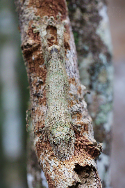 Ploskorep listoocasý (Uroplatus sikorae)