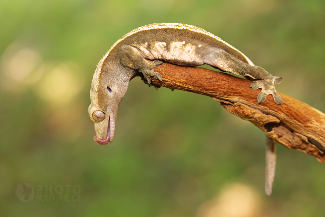 Pagekon řasnatý (Rhacodactylus ciliatus)