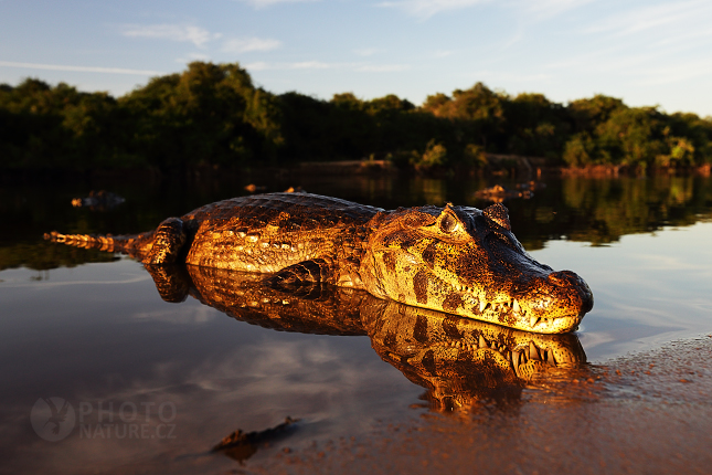 Kajman yacaré (Caiman yacare)