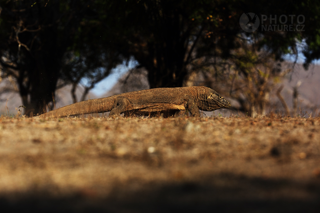 Varan komodský (Varanus komodoensis)