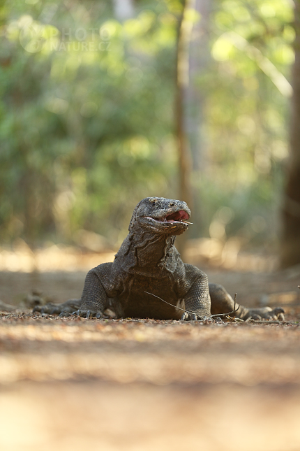 Varan komodský (Varanus komodoensis)