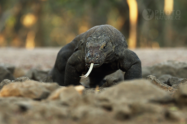 Varan komodský (Varanus komodoensis)