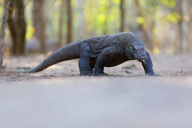 Varan komodský (Varanus komodoensis)