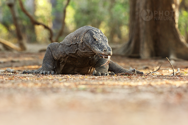 Varan komodský (Varanus komodoensis)