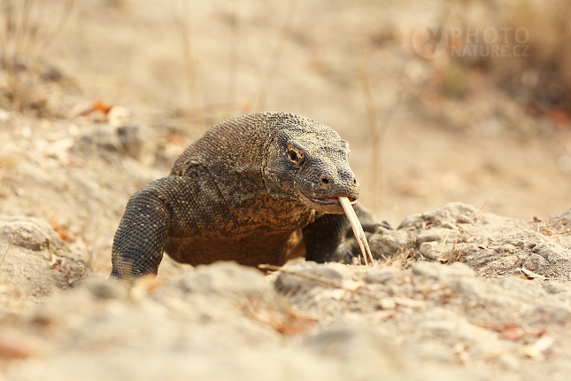 Varan komodský (Varanus komodoensis)