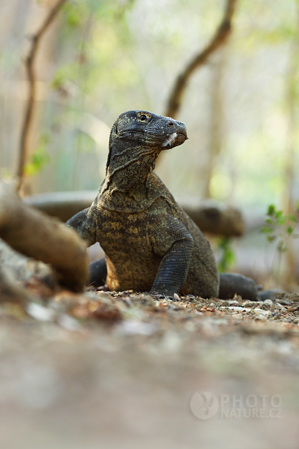 Varan komodský (Varanus komodoensis)