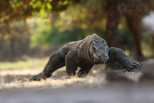 Varan komodský (Varanus komodoensis)