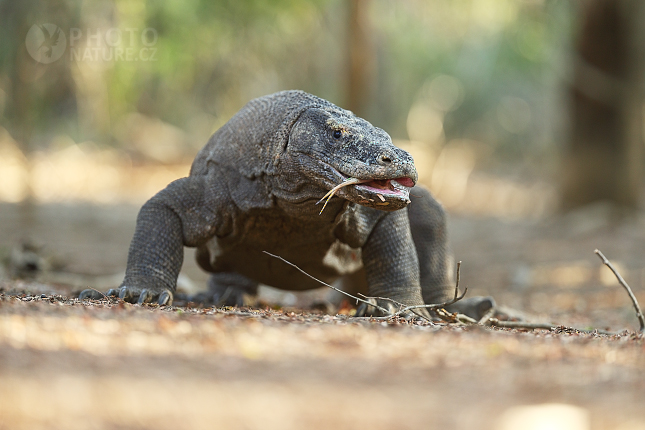 Varan komodský (Varanus komodoensis)