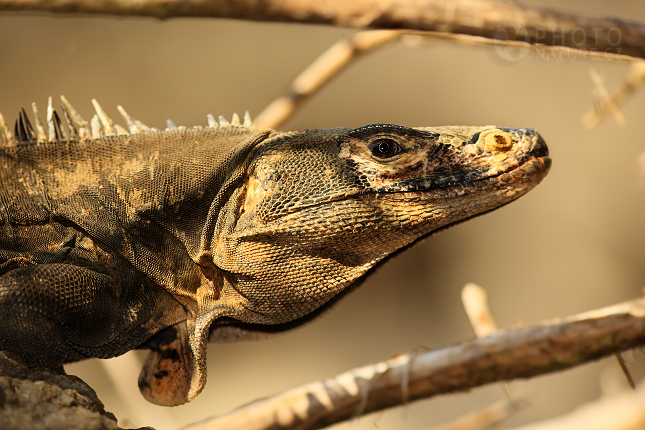 Leguán černý (Ctenosaura similis)