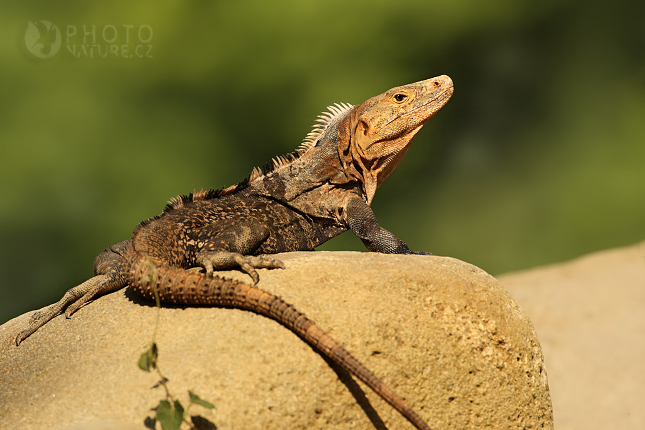 Leguán černý (Ctenosaura similis)