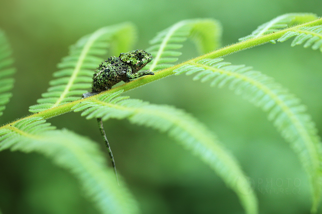 Calumma crypticum