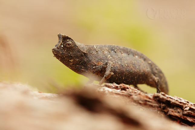 Brokesia růžkatá (Brookesia superciliaris)