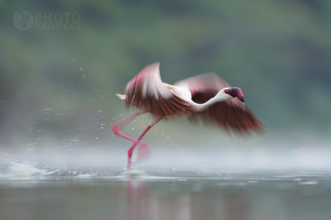 Plameňák malý (Phoenicopterus minor)