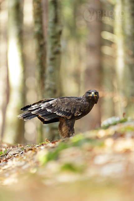 Orel stepní (Aquila nipalensis)