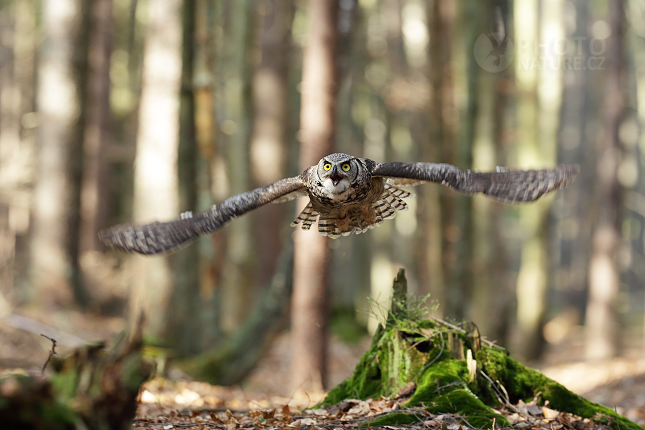 Výr virginský (Bubo virginianus) 