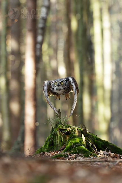 Výr virginský (Bubo virginianus) 