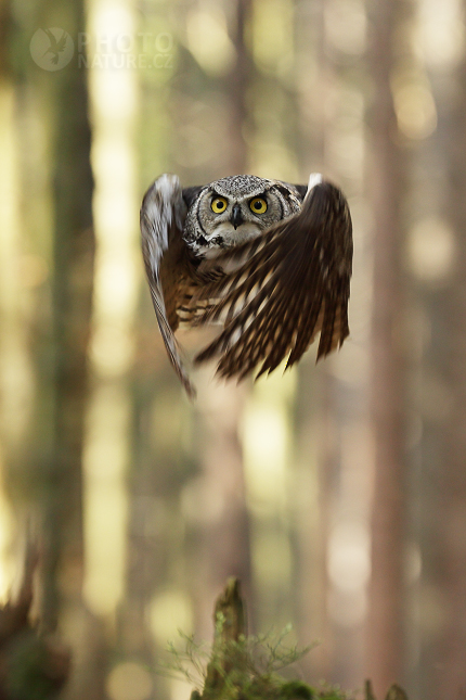 Výr virginský (Bubo virginianus) 