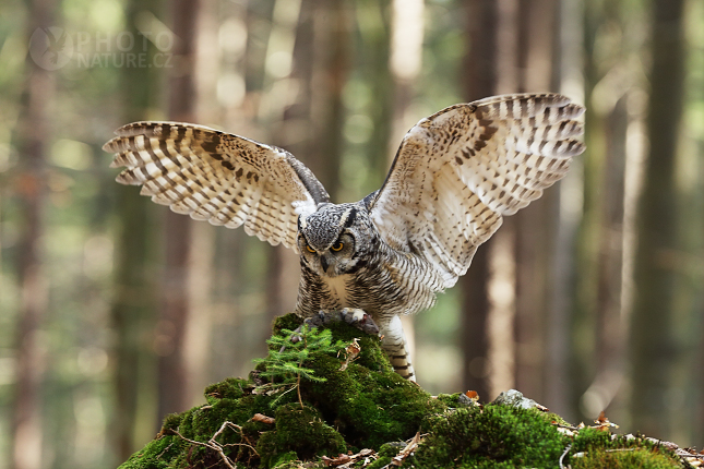 Výr virginský (Bubo virginianus) 